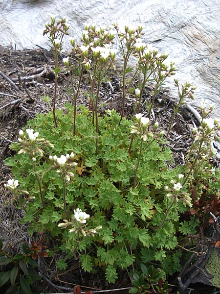 Saxifraga geranioides \ Storchschnabel-Steinbrech / Crane's-Bill Saxifrage, F Pyrenäen/Pyrenees, Eyne 25.6.2008