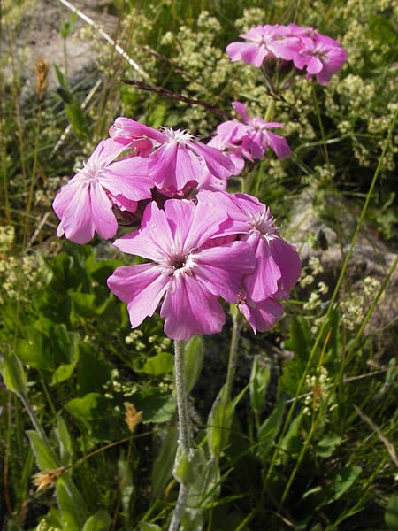 Silene flos-jovis \ Jupiter-Lichtnelke / Flower of Jove, F Col de la Bonette 8.7.2016