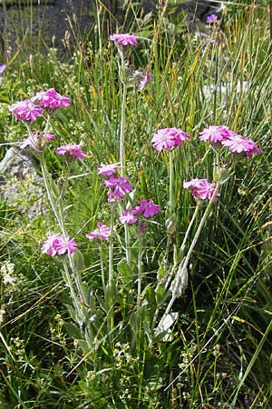 Silene flos-jovis \ Jupiter-Lichtnelke / Flower of Jove, F Col de la Bonette 8.7.2016