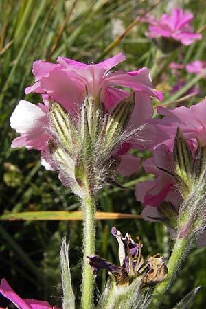 Silene flos-jovis / Flower of Jove, F Col de la Bonette 8.7.2016