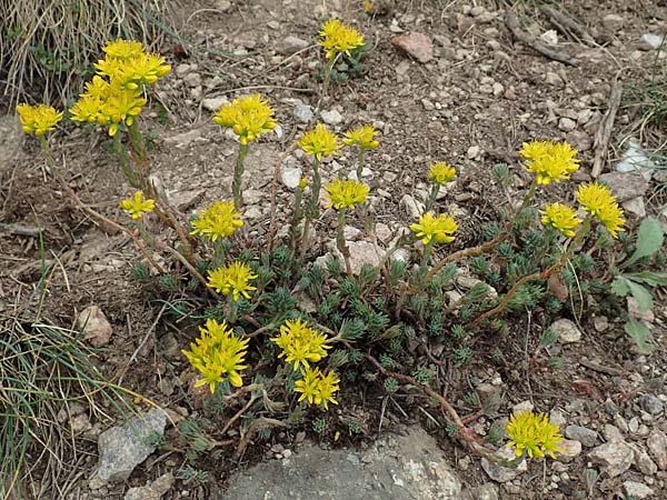 Sedum forsterianum \ Zierliche Felsen-Fetthenne / Rock Stonecrop, Welsh Stonecrop, F Pyrenäen/Pyrenees, Col de Mantet 28.7.2018