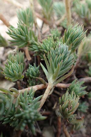 Sedum forsterianum / Rock Stonecrop, Welsh Stonecrop, F Pyrenees, Col de Mantet 28.7.2018