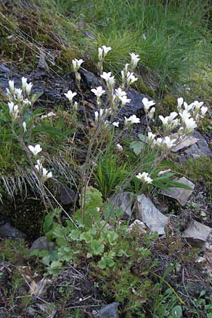 Saxifraga granulata / Meadow Saxifrage, F Mont Aigoual 8.6.2006