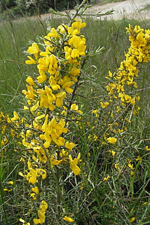 Ulex europaeus ? \ Europischer Stechginster / Gorse, F Corbières, Talairan 13.5.2007