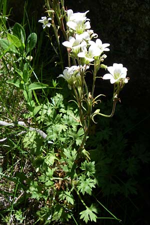 Saxifraga geranioides \ Storchschnabel-Steinbrech / Crane's-Bill Saxifrage, F Pyrenäen/Pyrenees, Port d'Envalira 26.6.2008