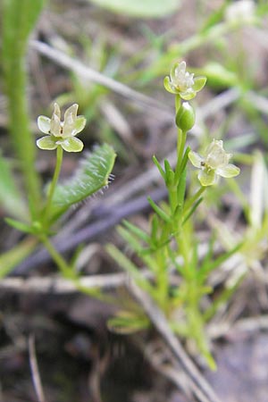 Sagina procumbens \ Niederliegendes Mastkraut, F Bitche 25.6.2011