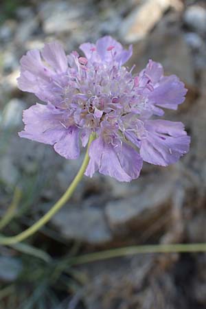 Lomelosia graminifolia \ Grasblttrige Skabiose, F Gorges du Bachelard 9.7.2016