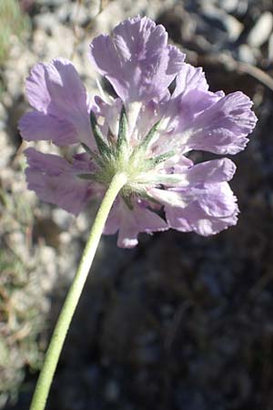 Lomelosia graminifolia / Grass-Leaved Scabious, F Gorges du Bachelard 9.7.2016