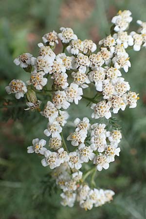 Achillea millefolium agg. / Yarrow, F Pyrenees, Col de Mantet 28.7.2018