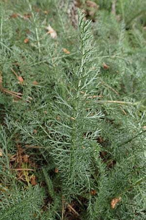 Achillea millefolium agg. \ Gemeine Schafgarbe, F Pyrenäen, Col de Mantet 28.7.2018