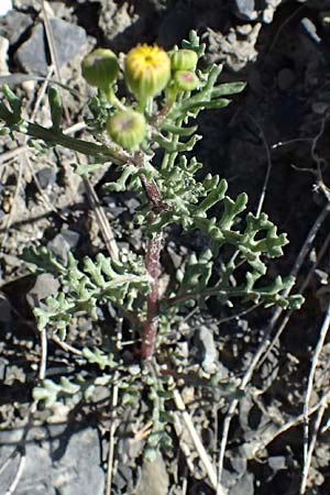 Senecio gallicus \ Franzsisches Greiskraut / Southern Ragwort, French Groundsel, F Remollon 15.3.2024