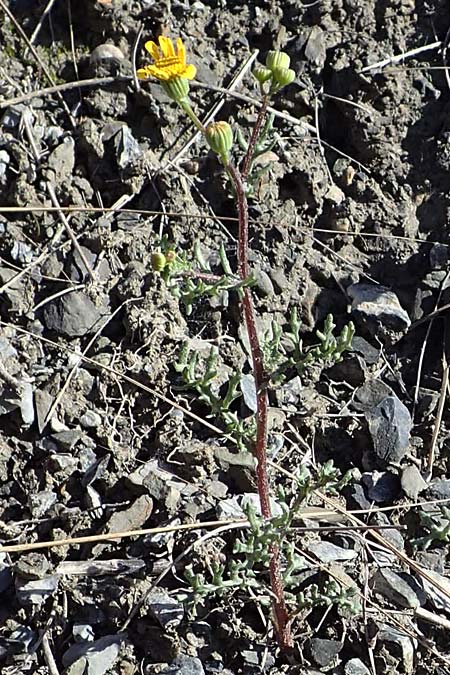 Senecio gallicus \ Franzsisches Greiskraut / Southern Ragwort, French Groundsel, F Remollon 15.3.2024