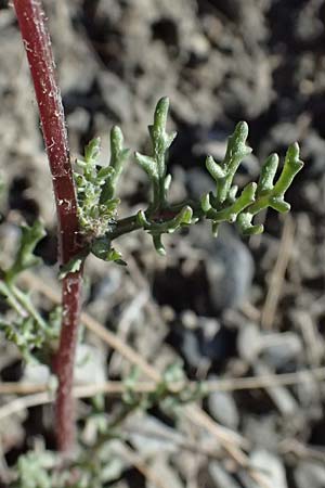 Senecio gallicus \ Franzsisches Greiskraut, F Remollon 15.3.2024