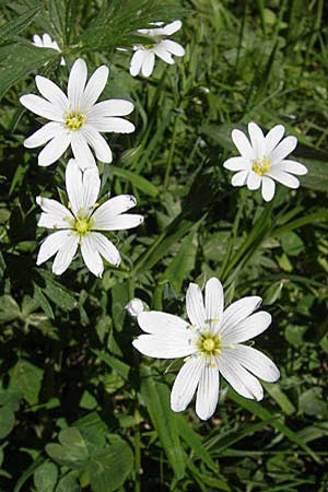 Stellaria holostea \ Groe Sternmiere / Greater Stitchwort, F Mont Aigoual 29.5.2009