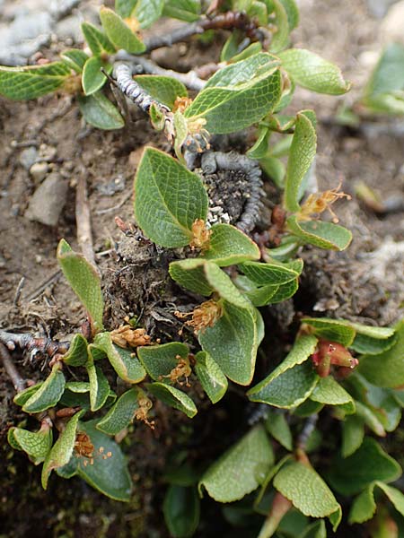 Salix herbacea \ Kraut-Weide / Dwarf Willow, Snowbed Willow, F Col de la Bonette 8.7.2016