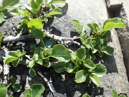 Salix herbacea \ Kraut-Weide / Dwarf Willow, Snowbed Willow, F Col de la Cayolle 9.7.2016