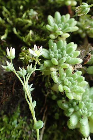 Sedum hirsutum \ Behaarter Mauerpfeffer / Hairy Stonecrop, F Pyrenäen/Pyrenees, Saint-Martin du Canigou 25.7.2018