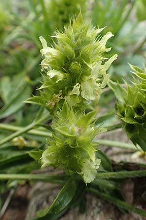 Sideritis hyssopifolia subsp. eynensis \ Pyrenen-Gliedkraut / Pyrenean Ironwort, F Pyrenäen/Pyrenees, Eyne 4.8.2018