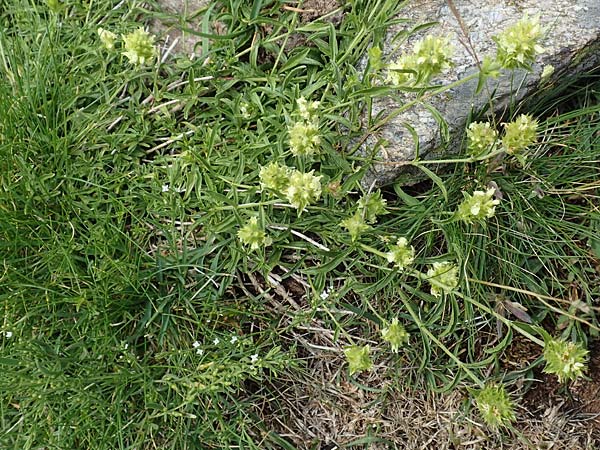 Sideritis hyssopifolia subsp. eynensis \ Pyrenen-Gliedkraut, F Pyrenäen, Eyne 4.8.2018