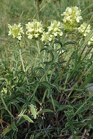 Sideritis hyssopifolia subsp. eynensis \ Pyrenäen-Gliedkraut / Pyrenean Ironwort, F Pyrenäen/Pyrenees, Eyne 4.8.2018