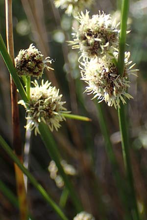 Scirpoides holoschoenus \ Kugelbinse, F Camargue,  Salin-de-Giraud 3.5.2023