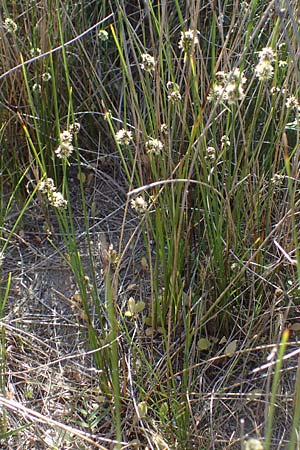 Scirpoides holoschoenus \ Kugelbinse, F Camargue,  Salin-de-Giraud 3.5.2023