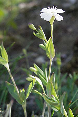 Silene rupestris \ Felsen-Leimkraut / Rock Campion, F Allevard 11.6.2006