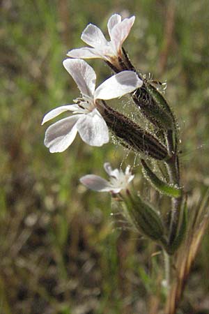 Silene gallica / Windmill Pink, Small-flowered Catchfly, F Maures, Bois de Rouquan 12.5.2007