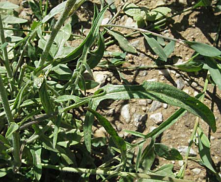 Sisymbrium orientale \ Orientalische Rauke / Eastern Rocket, F Pyrenäen/Pyrenees, Prades 14.5.2007