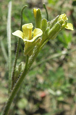 Sisymbrium orientale / Eastern Rocket, F Pyrenees, Prades 14.5.2007