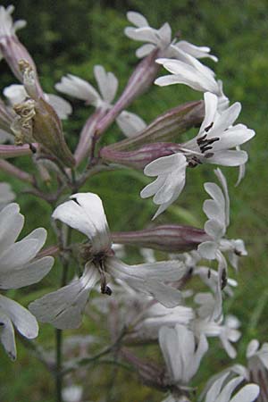 Silene italica \ Italienisches Leimkraut / Italian Campion, F Causse du Larzac 16.5.2007