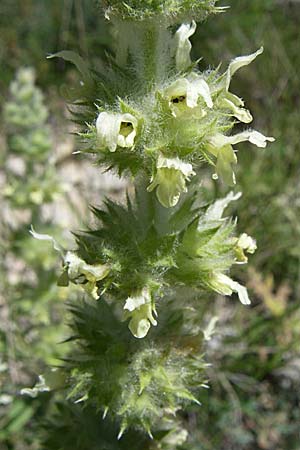 Sideritis hyssopifolia subsp. hyssopifolia \ Ysopblttriges Gliedkraut, F La-Palud-sur-Verdon 23.6.2008