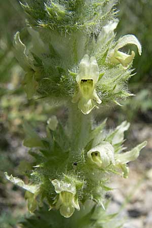 Sideritis hyssopifolia subsp. hyssopifolia \ Ysopblttriges Gliedkraut / Ysop-Leaved Ironwort, F La-Palud-sur-Verdon 23.6.2008