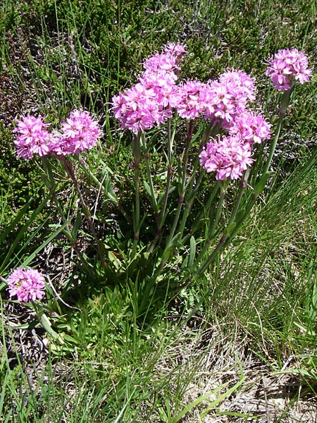 Silene suecica / Alpine Catchfly, F Pyrenees, Puymorens 26.6.2008