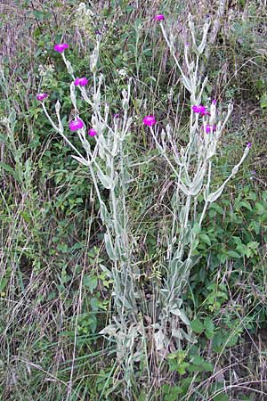 Silene coronaria \ Kronen-Lichtnelke, Kranz-Lichtnelke / Rose Campion, F Saint-Rome-du-Tarn 3.6.2009