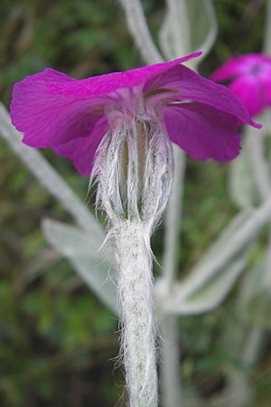 Silene coronaria \ Kronen-Lichtnelke, Kranz-Lichtnelke / Rose Campion, F Saint-Rome-du-Tarn 3.6.2009