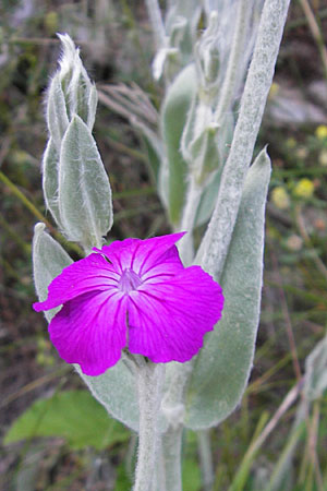 Silene coronaria \ Kronen-Lichtnelke, Kranz-Lichtnelke, F Saint-Rome-du-Tarn 3.6.2009