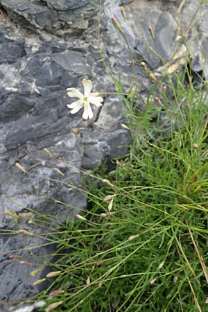 Silene saxifraga \ Steinbrech-Leimkraut, Karst-Leimkraut / Tufted Catchfly, F Col de la Bonette 8.7.2016