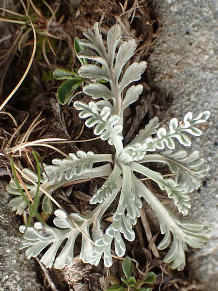 Senecio incanus subsp. incanus \ Graues Greiskraut / Grey Alpine Groundsel, F Col de la Bonette 8.7.2016