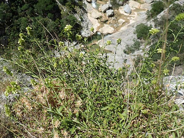 Sideritis hyssopifolia subsp. eynensis \ Pyrenen-Gliedkraut / Pyrenean Ironwort, F Pyrenäen/Pyrenees, Gorges de Galamus 23.7.2018