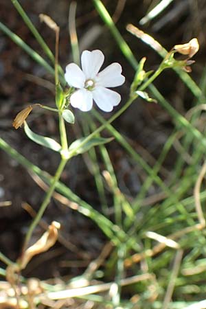 Silene rupestris \ Felsen-Leimkraut, F Pyrenäen, Canigou 24.7.2018