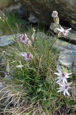 Silene ciliata \ Bewimperte Lichtnelke / Ciliate Campion, F Pyrenäen/Pyrenees, Puigmal 1.8.2018