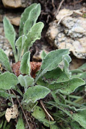 Silene italica \ Italienisches Leimkraut / Italian Campion, F S. Sauveur-sur-Tinée 30.4.2023