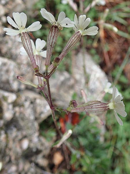 Silene italica \ Italienisches Leimkraut / Italian Campion, F S. Sauveur-sur-Tinée 30.4.2023