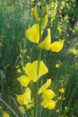 Spartium junceum \ Pfriemen-Ginster / Spanish Broom, F Causse du Larzac 8.6.2006