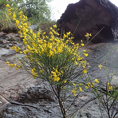 Spartium junceum \ Pfriemen-Ginster / Spanish Broom, F S. Sauveur-sur-Tinée 30.4.2023