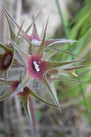 Trifolium stellatum \ Stern-Klee / Starry Clover, F La Couvertoirade 27.5.2009