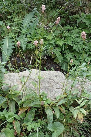 Bistorta officinalis \ Schlangen-Knterich / Common Bistort, F Pyrenäen/Pyrenees, Eyne 4.8.2018
