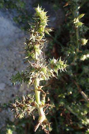 Salsola kali subsp. kali \ Kali-Salzkraut, F Martigues 8.10.2021