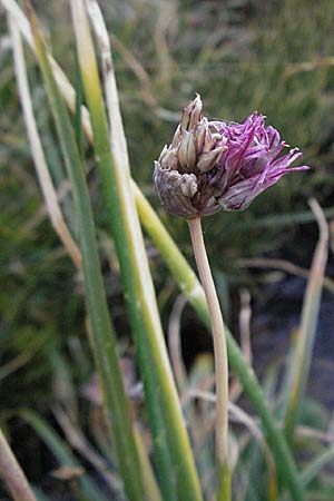 Allium schoenoprasum \ Schnitt-Lauch, Andorra Grau Roig 10.8.2006